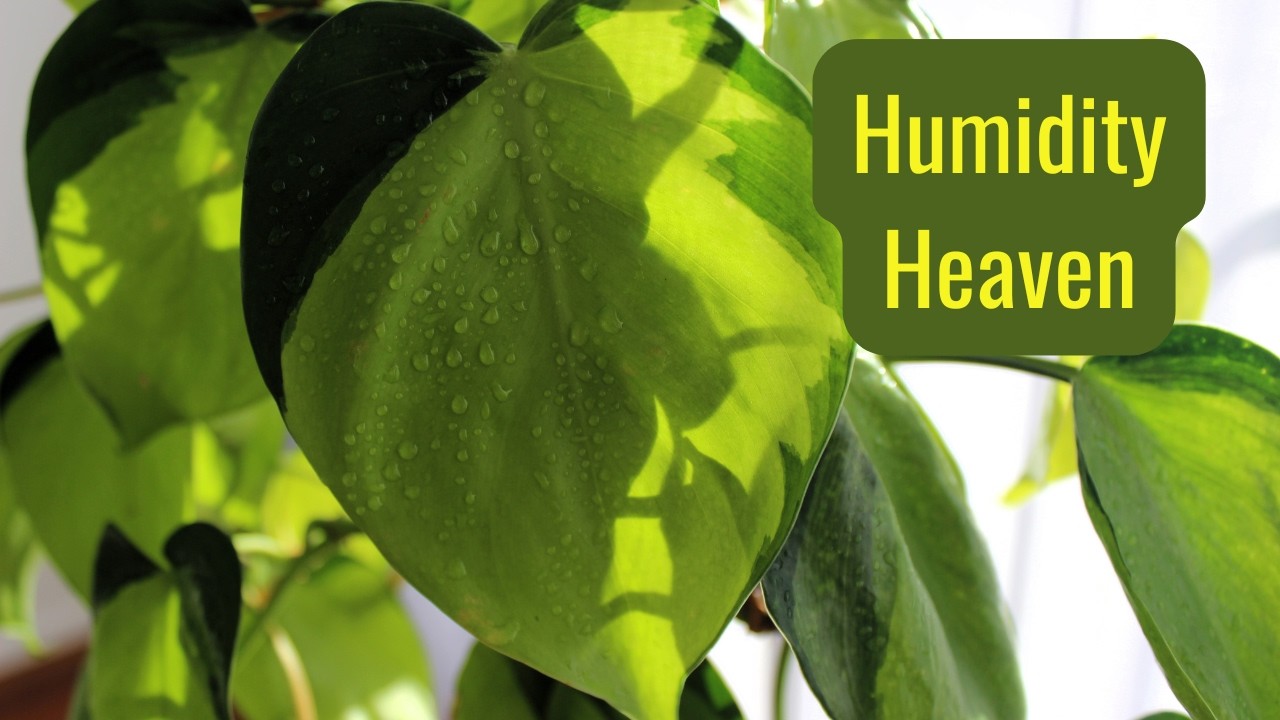 Boost Your Indoor Plant's Health with These Humidity Tips 🌱4k