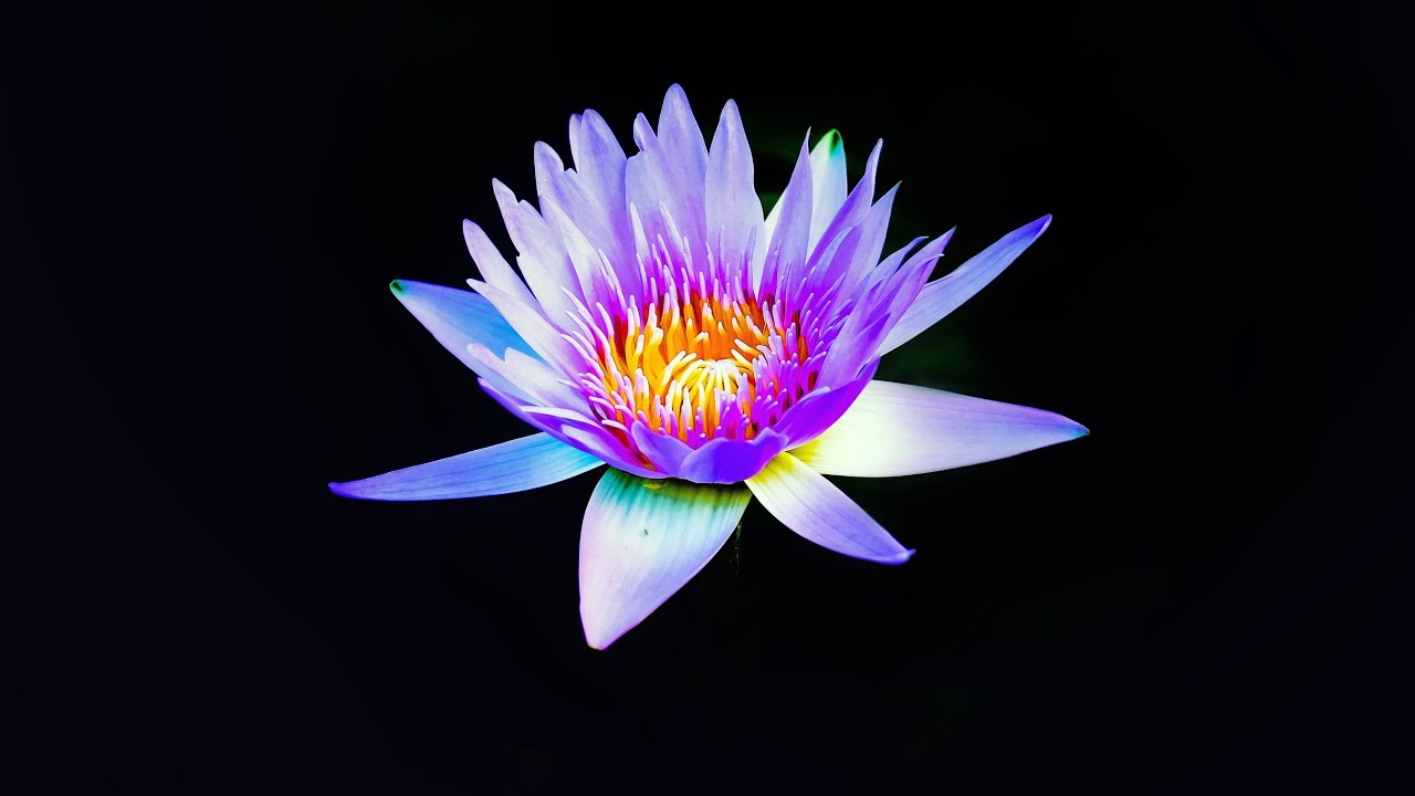 flower in hologram ||HMD SHORTS MASTER ||#motivation #trending #hologram
