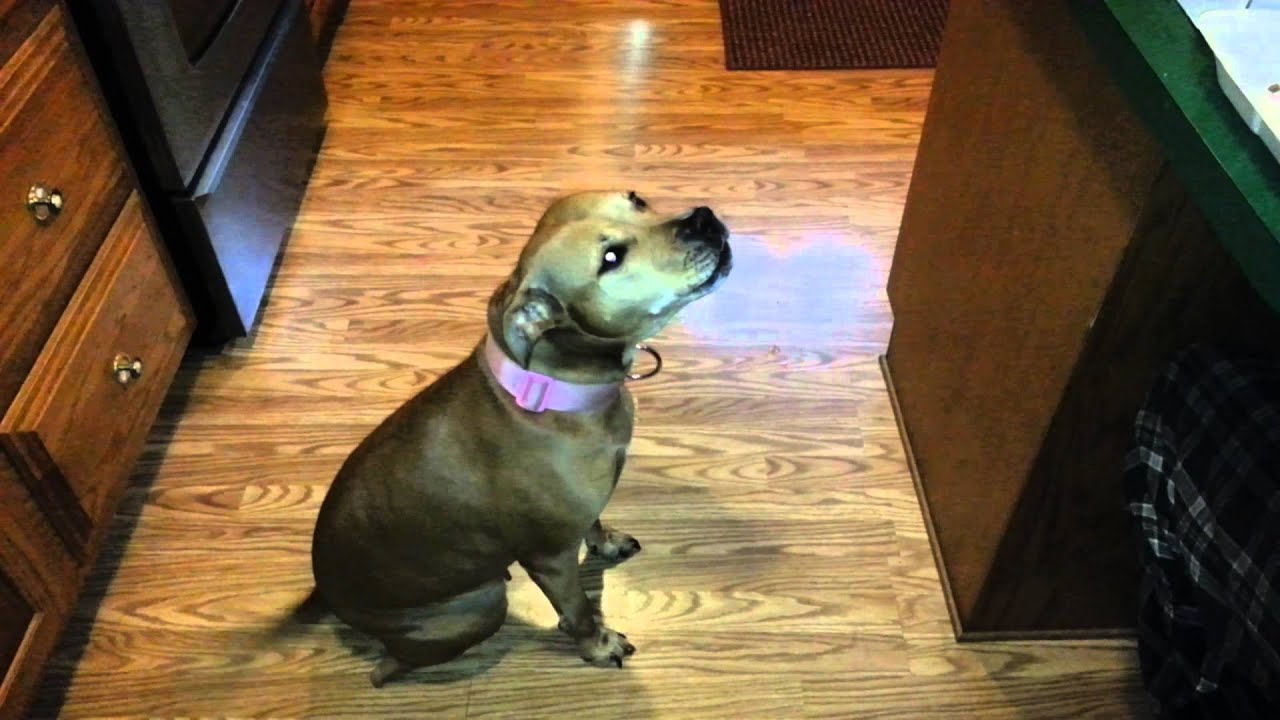 Honey Pitbull Says Marijuana