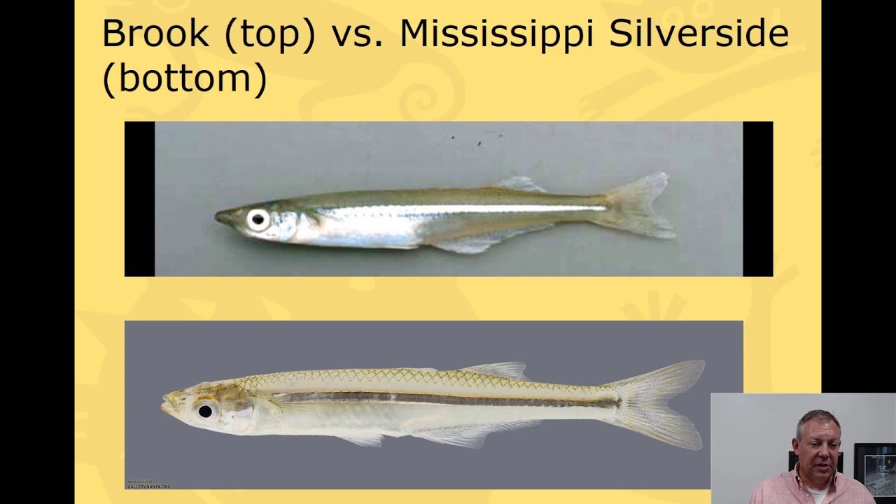 Ichthyology Lecture 30 - KY Families - Silversides