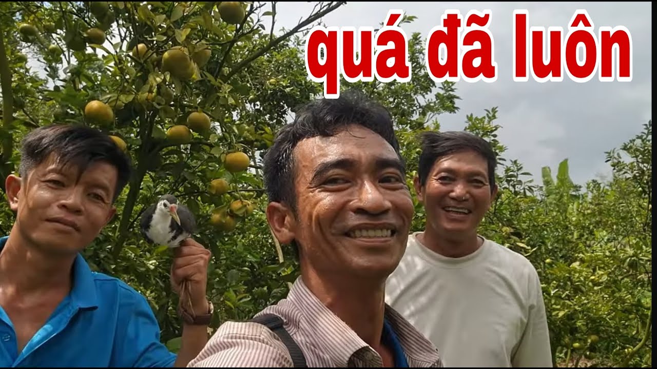 Bẫy Quốc Lai Vung Vườn Quýt Hồng , 7 Phút Đã Chinh Phục Được Em Nó # SĂN BẮT ĐỒNG THÁP #