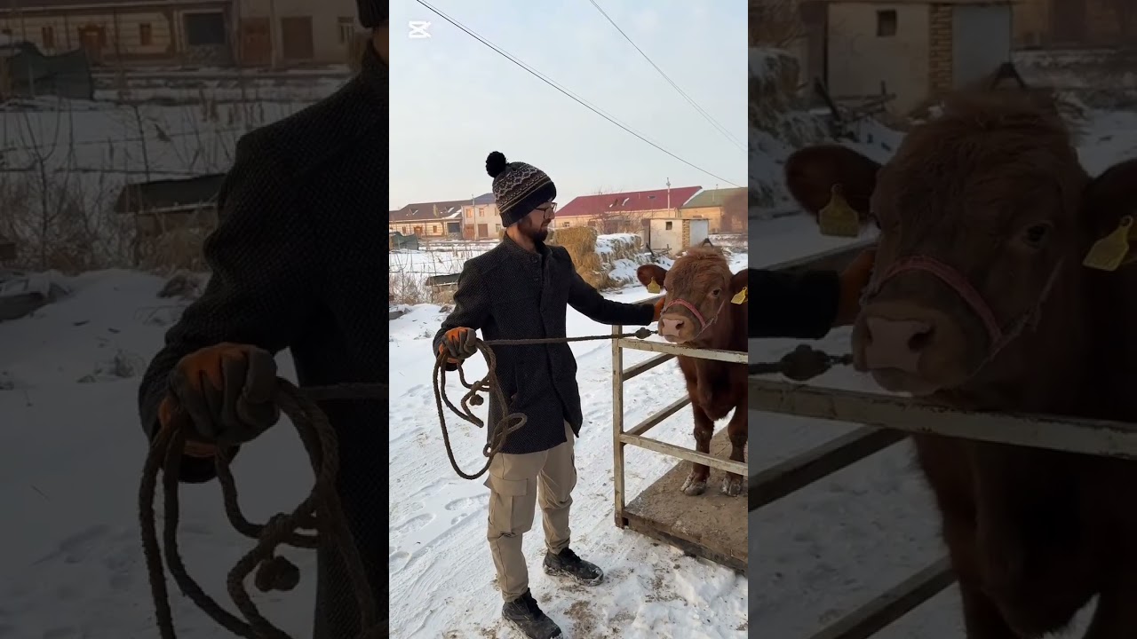 1 oyda mollar qancha semirdi