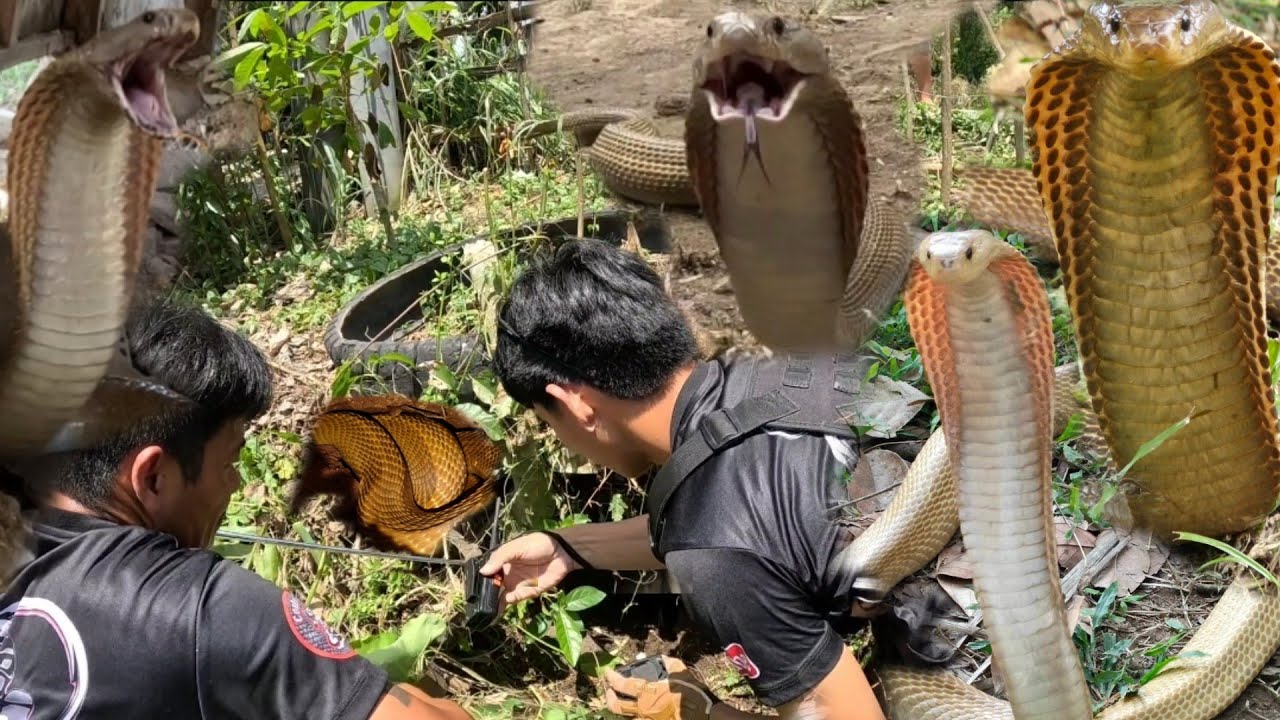 BAWAT KANTO MY COBRA SA MAGDALENA LAGUNA
