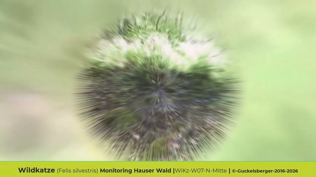 03 Hauser & ReinhardsWald Kurz Teil 3 von 5