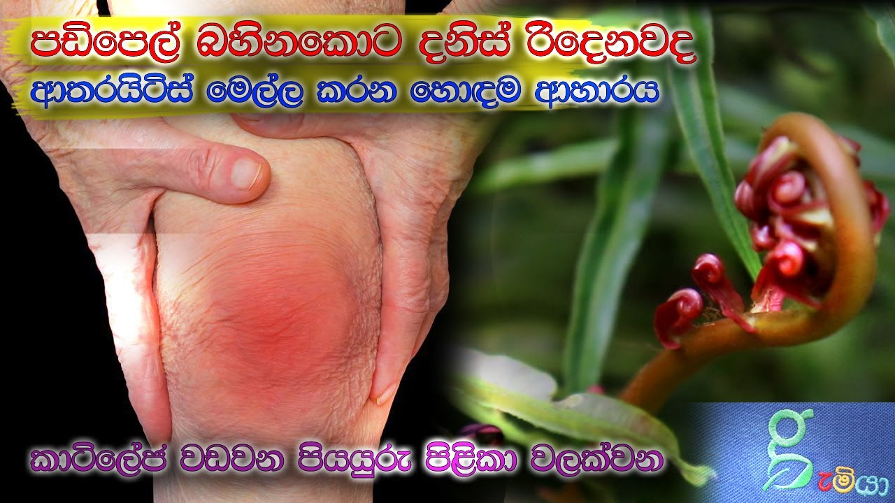 ආතරයිටිස් වලට ගුණදෙන ඔබේ වත්ත පහල ඉබේ හැදෙන කාටිලේජ වඩවන වටිනා ශාකය.