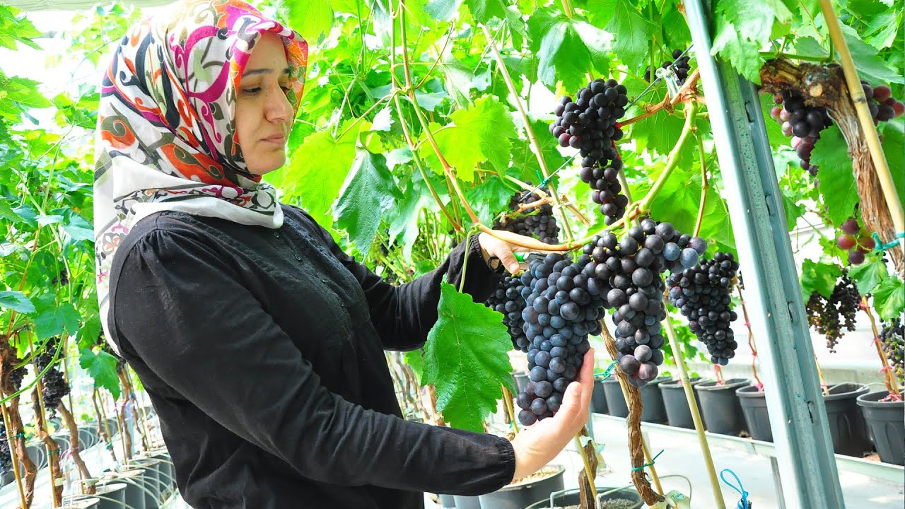 Sezonun ilk üzüm hasadı Manisa'da kapalı sistem serada yapıldı