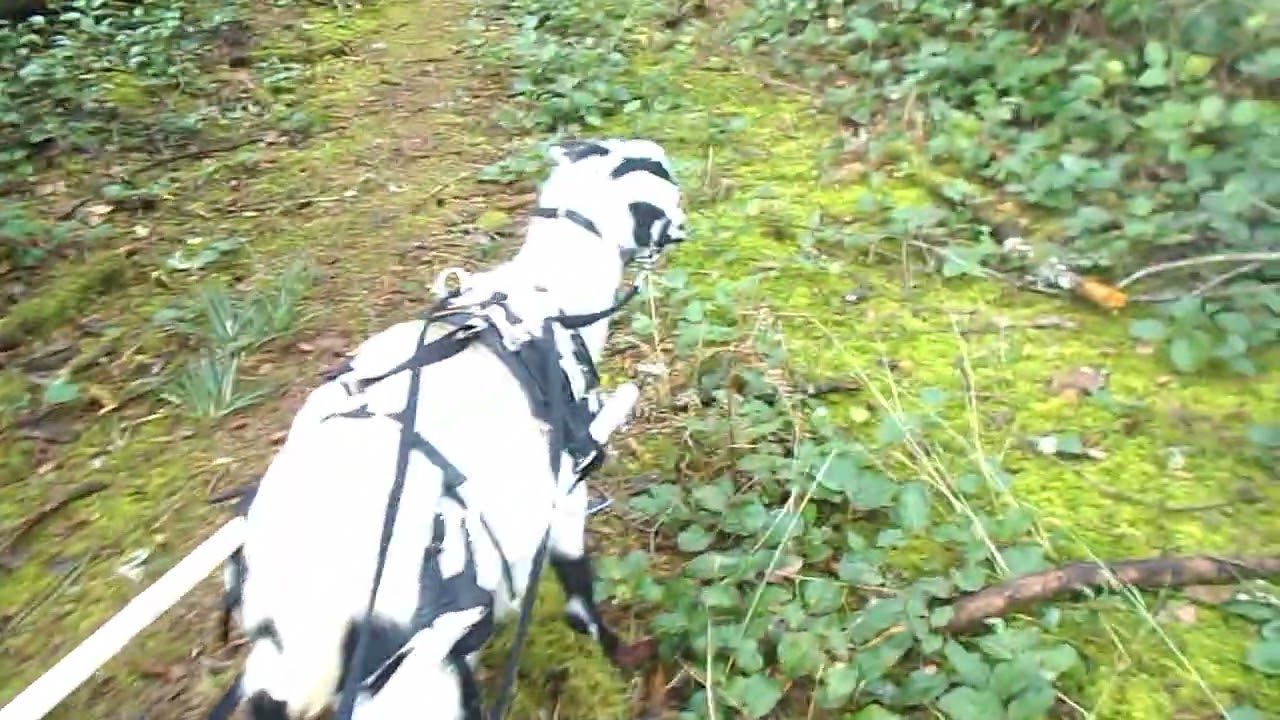 Timber's Return Trip