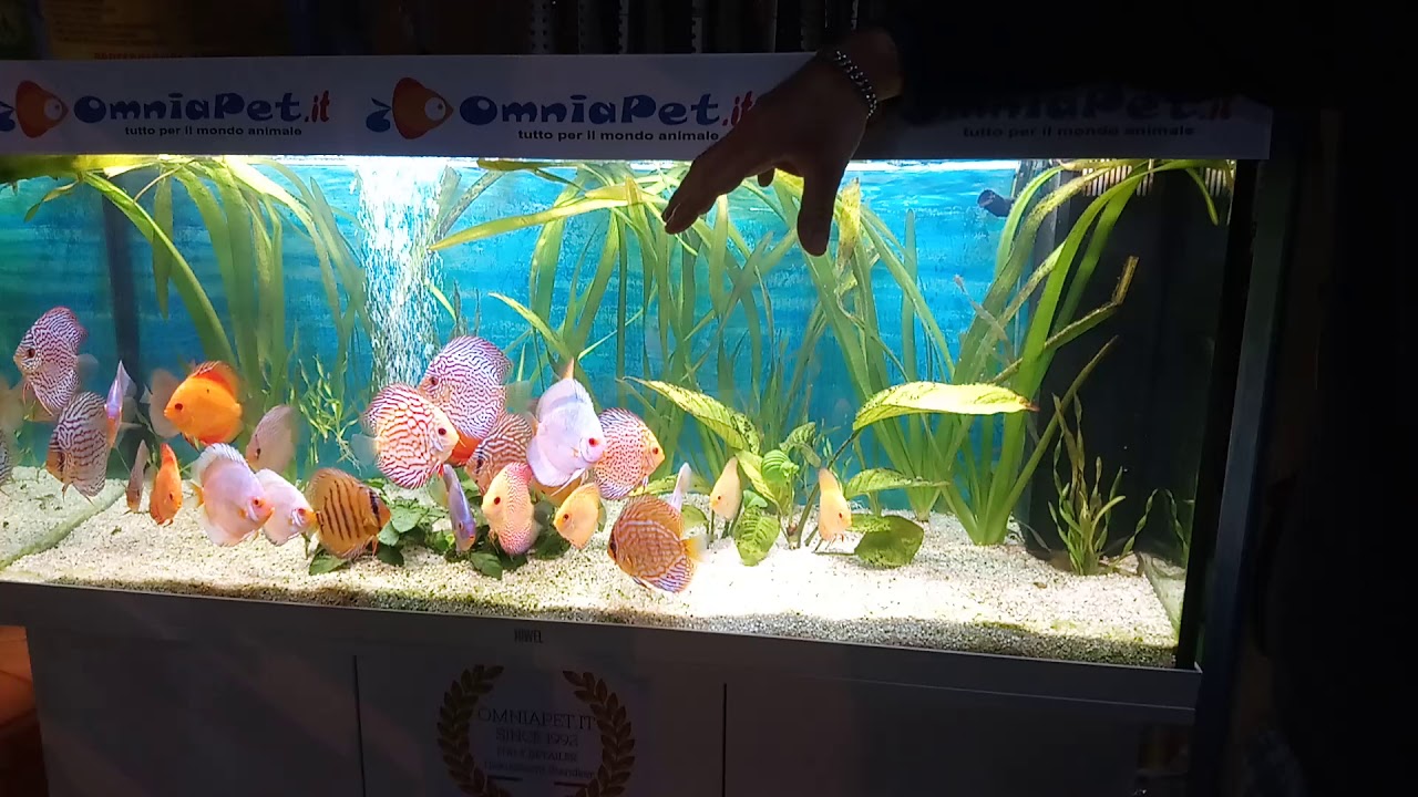 Parassiti intestinali dei discus,riconoscerli e debellarli.