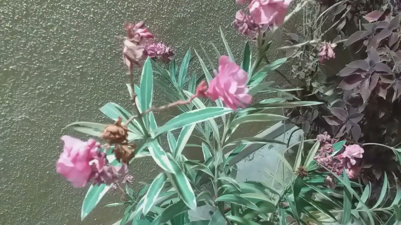 زراعة شجرة الدفلا وأنواعها في الجزائر 