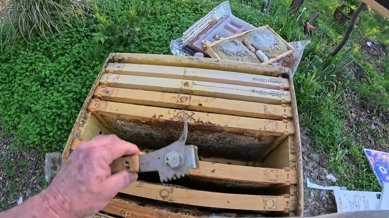 JAN 22 WARM DAY HIVE CHECK #condensinghive #honey #beekeeper #beehive #varroa #apimaye #beekeeping