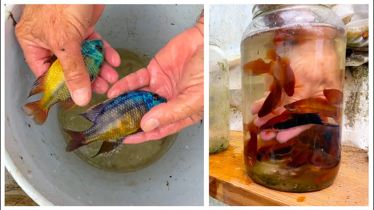 Breeder Selection | Red empress & Swordtails | Polyculture