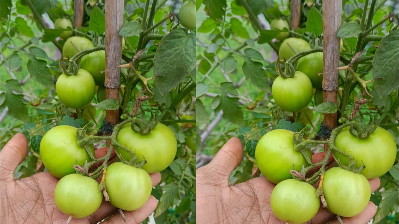 Great ideas 💡 to grow tomato plant at home very easily 