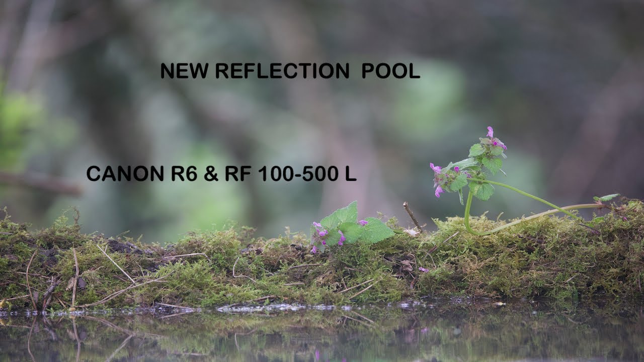 New Woodland  Reflection Pool