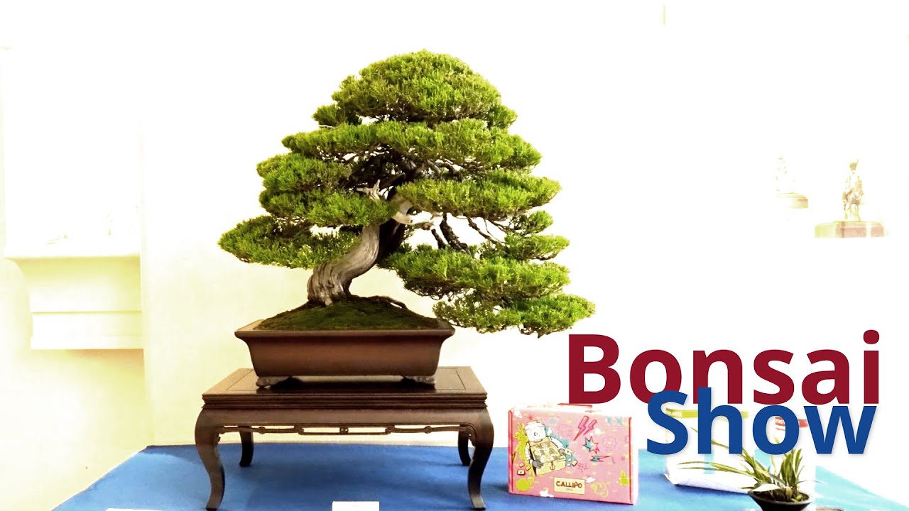 Bonsai exhibition