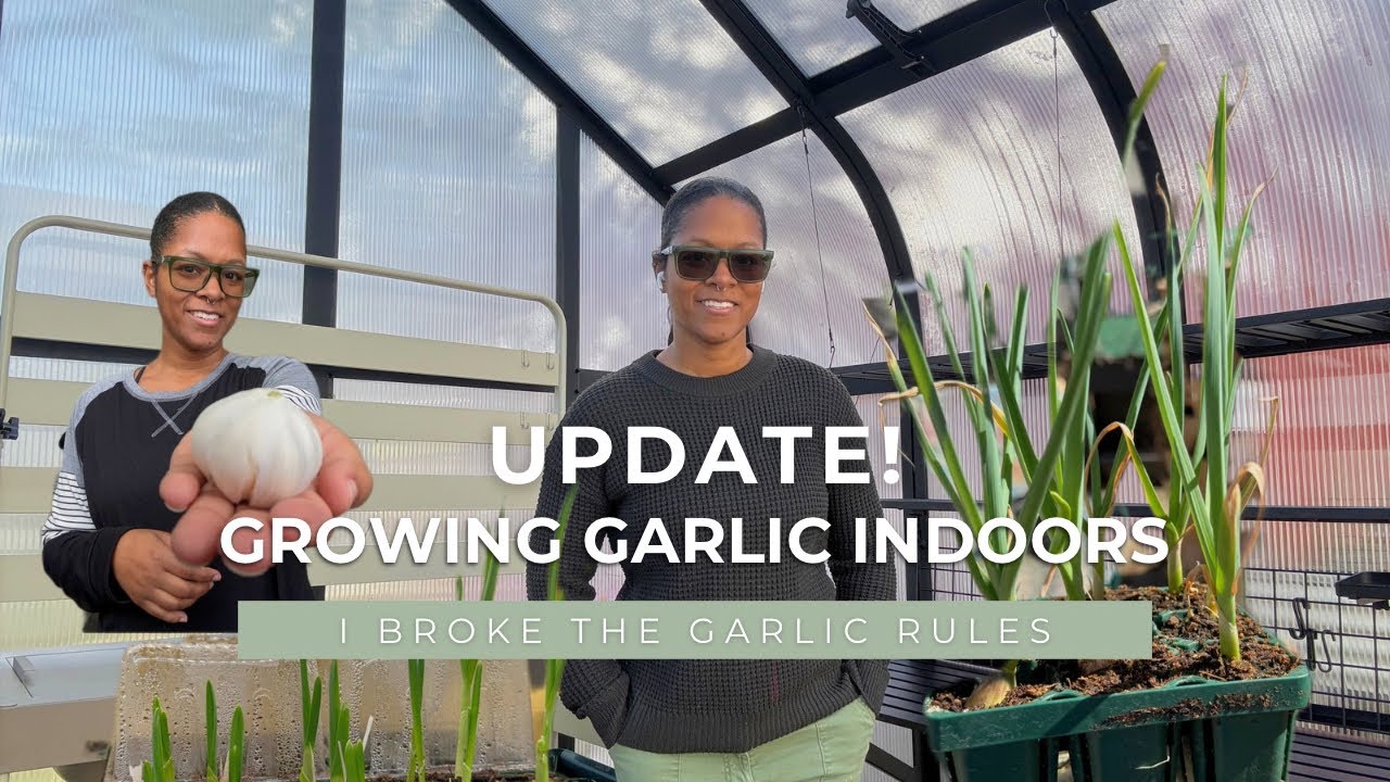 Можно ли выращивать чеснок в помещении? Мои результаты + посадка на приподнятых грядках.