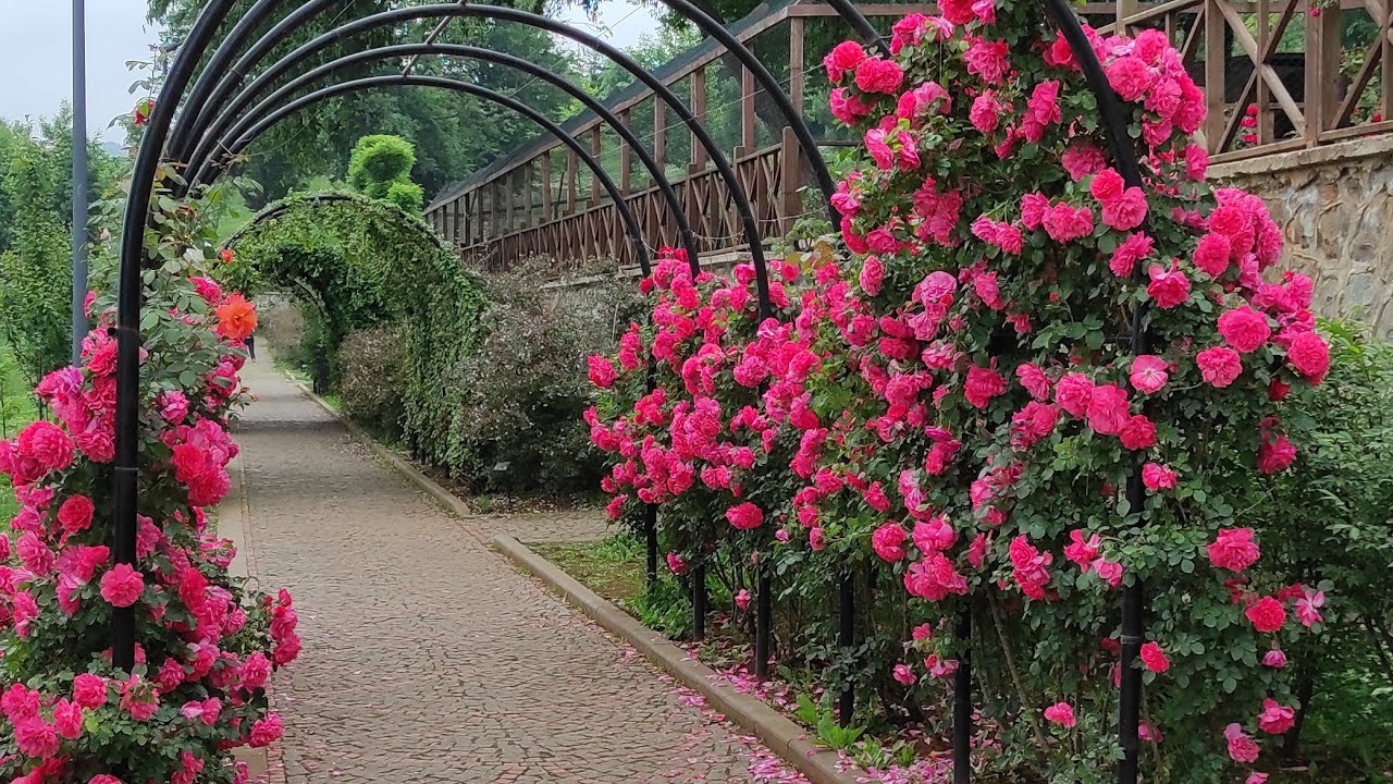 RENGARENK GÜLLERLE DOLU BİR BAHÇE🥰