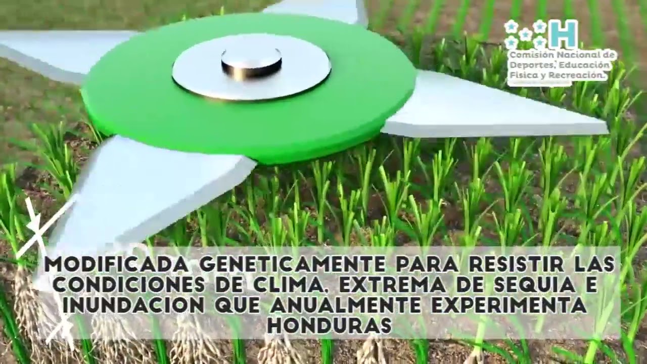 El novedoso sistema que utilizarán para instalar la grama del estadio Nacional Chelato Uclés