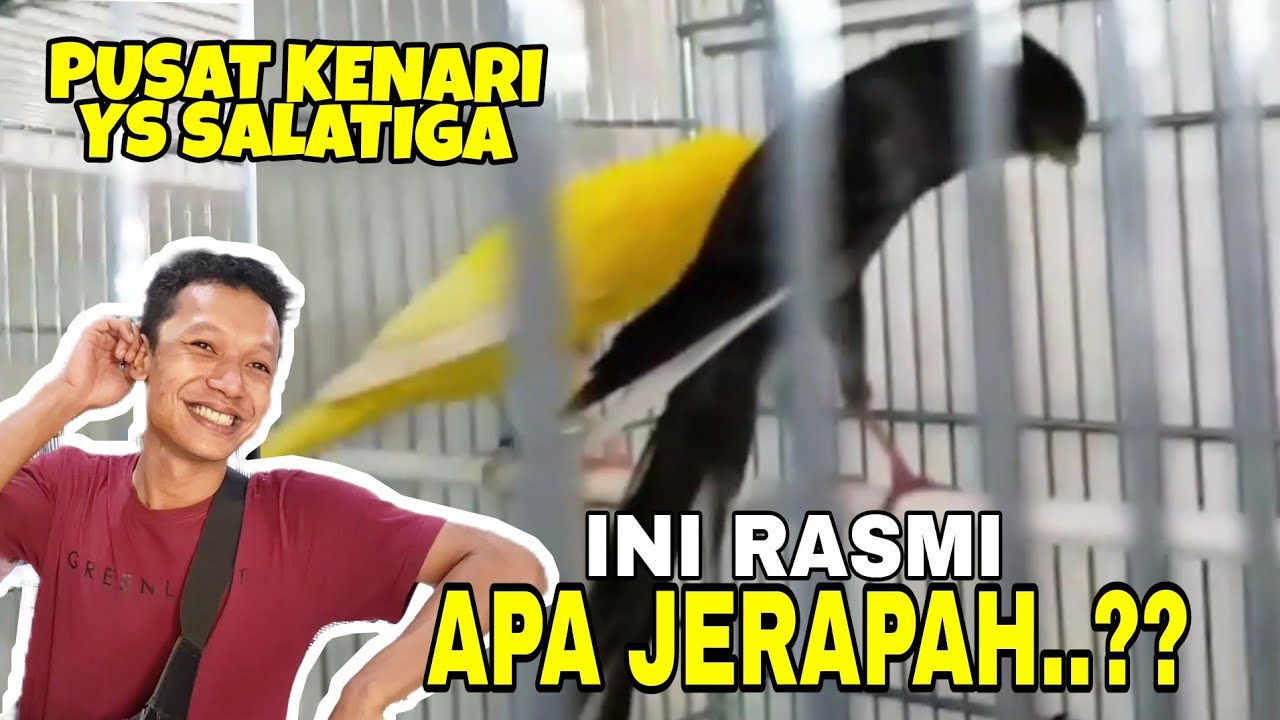 GILAK NI BAKUL..‼️ DAPET RASMI HITAM DARI MANA DIA..😆😆