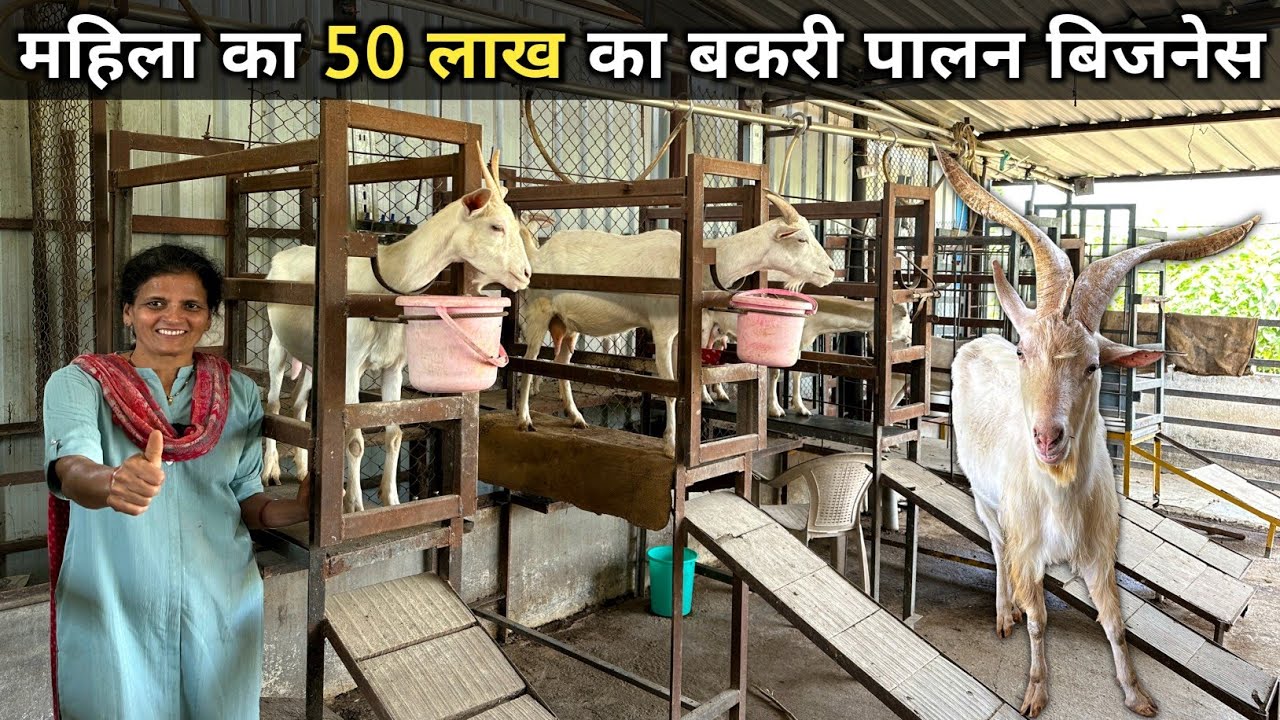 बकरी के दूध से लाखों कमाती महिला | Saanen Goat Farm | 18 Years Experience in Goat Farming