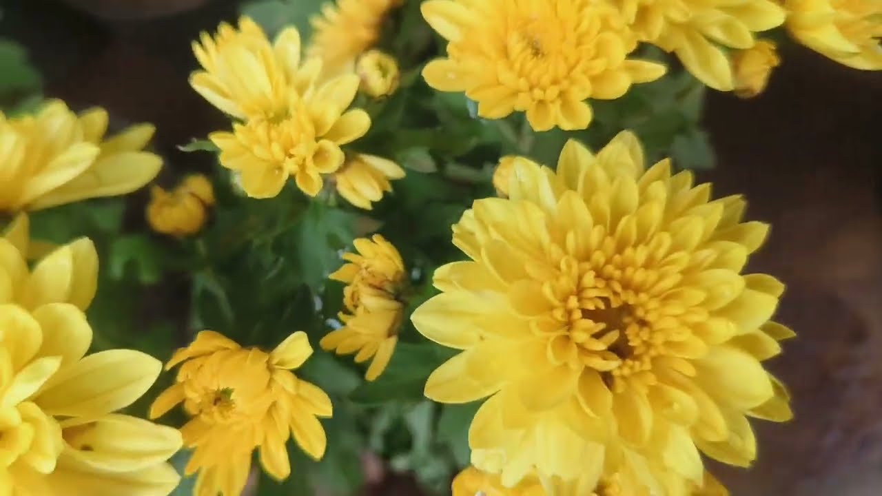 5 രൂപ മുതൽ 60 തരം ചെടികൾ