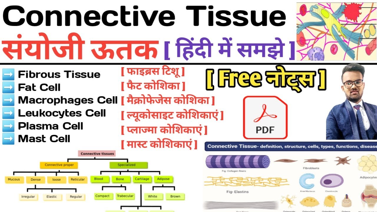Connective Tissue in hindi | Types of Connective Tissue | Function of Connective Tissue | Notes