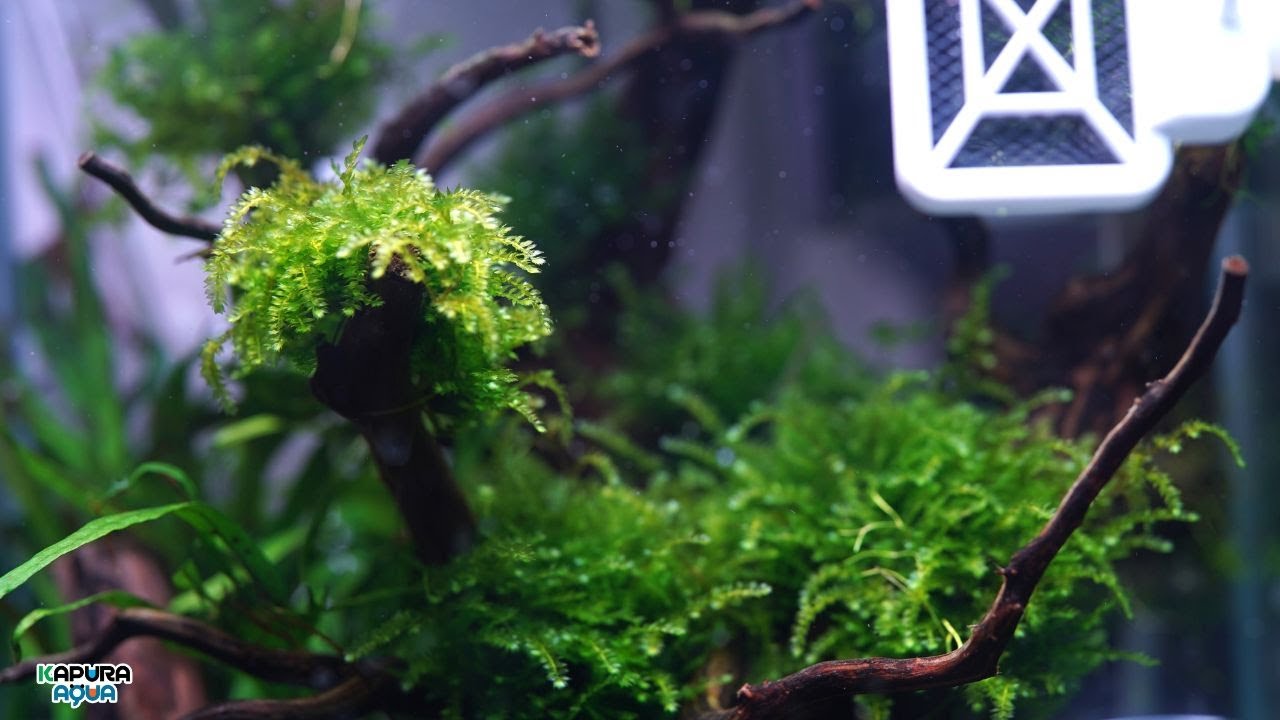 【厳選3種】育てて後悔しないウィローモス3選【アクアリウム】水草レイアウト