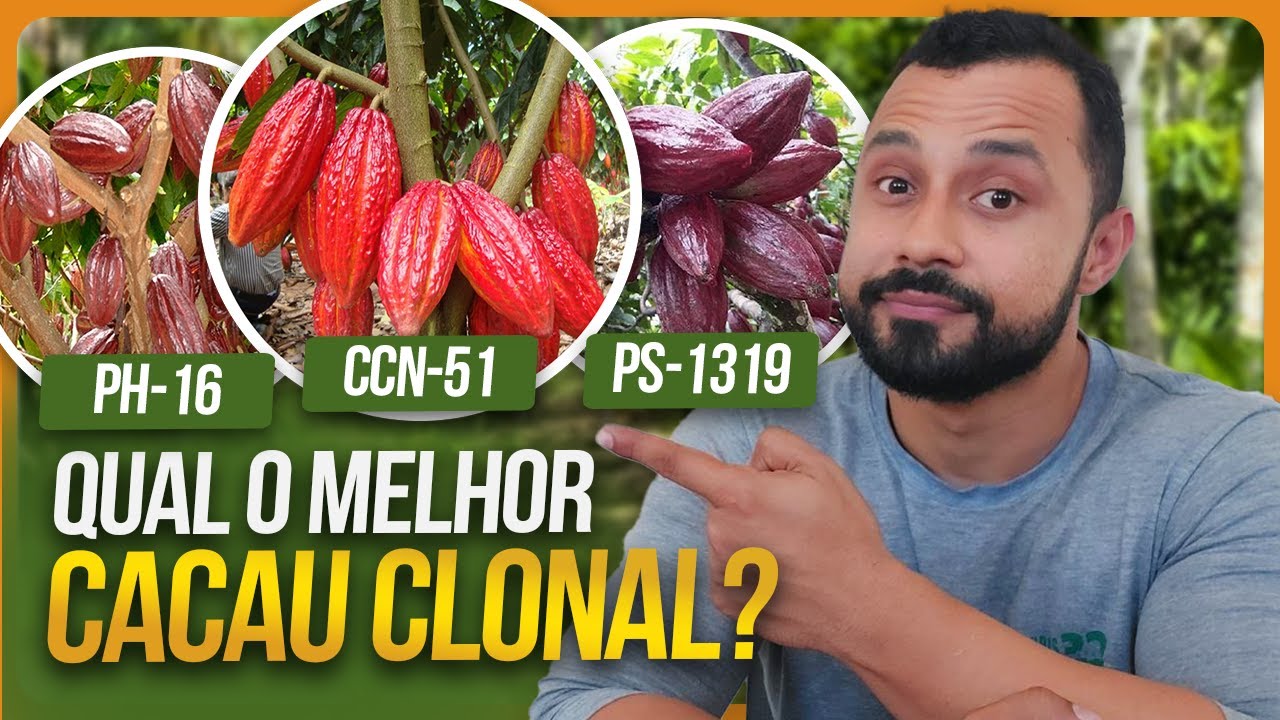 Como escolher a melhor variedade de CACAU CLONAL | Ranking CEPLAC