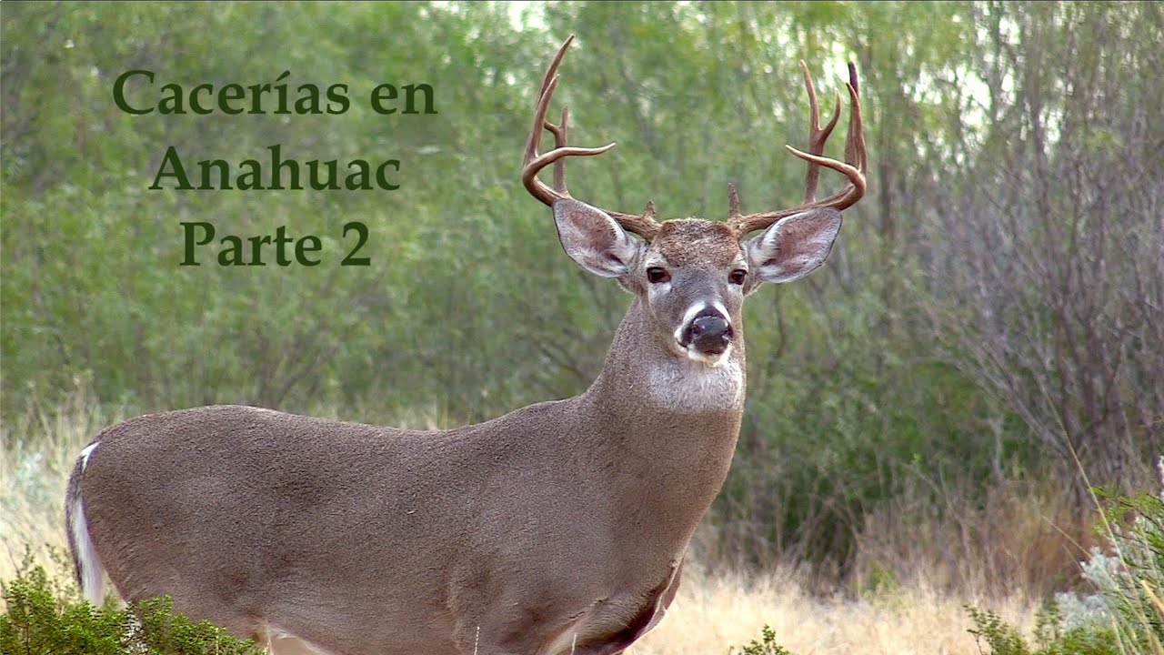 Cacerías de Venado en Anahuac Parte 2