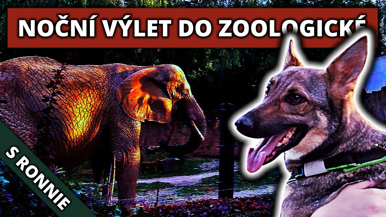 🌙 V Zoo až do noci s 