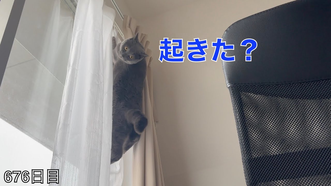 【スコ猫トト君】ある朝のトト君の行動です！！！