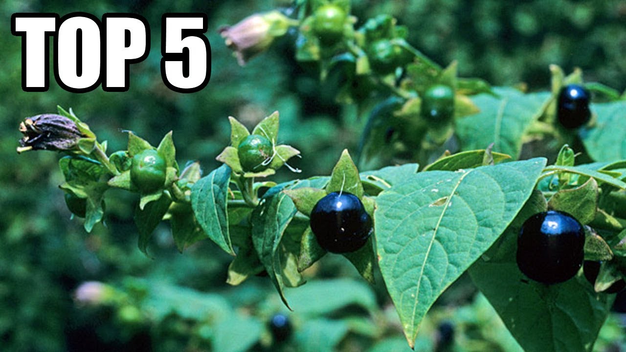 TOP 5 - Smrtelných Rostlin