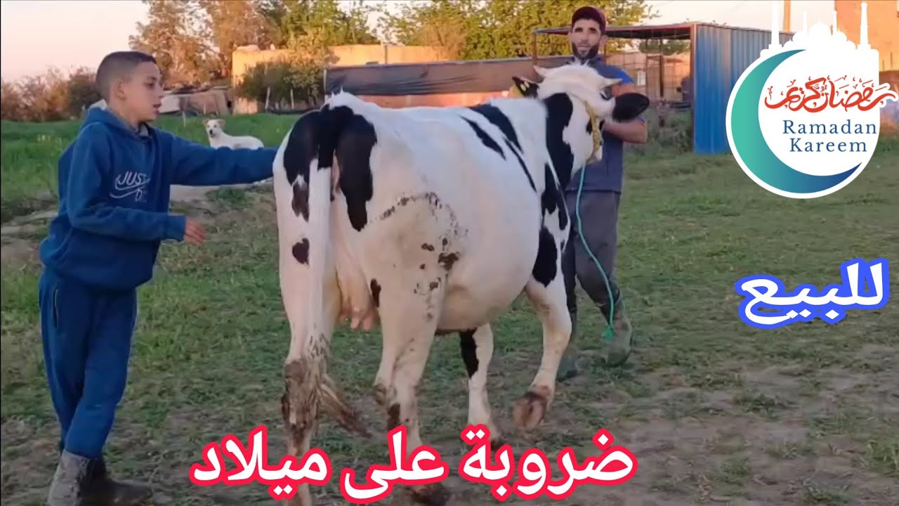 تباااارك الله💫 ضروبة على ميلاد إتصل 06.15.86.28.07📞 ألو سي واليد نواحي الغرب🇲🇦 