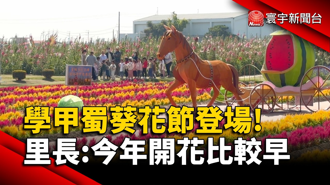 學甲蜀葵花節登場! 里長:今年開花比較早｜#寰宇新聞