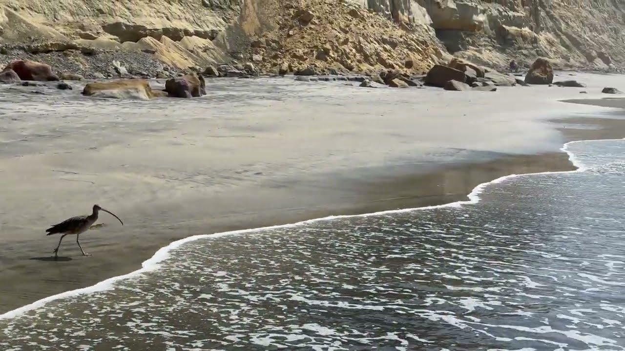 Torrey Pines State Natural Reserve | Hiking Torrey Pines Beach Trail Loop | San Diego, CA | [4K]