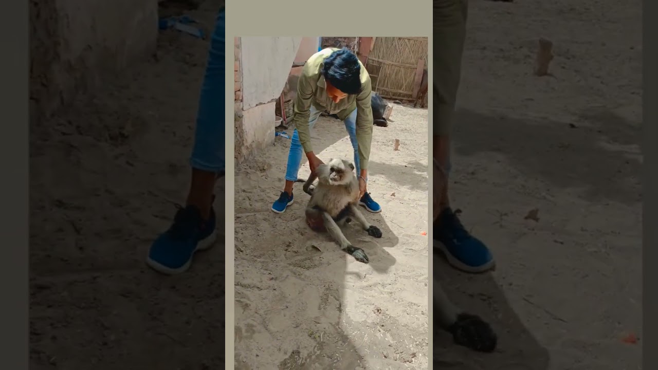 Monkey Accident