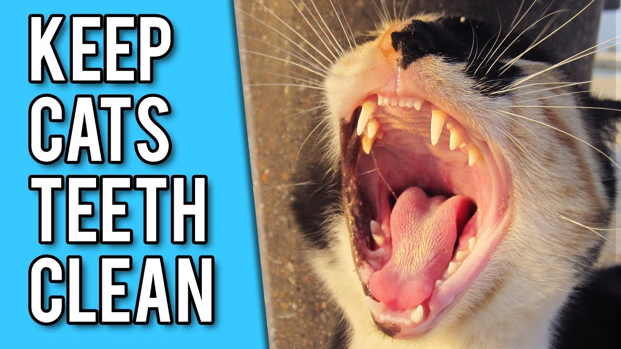 How To Keep Your Cats Teeth Clean: 6 simple strategies
