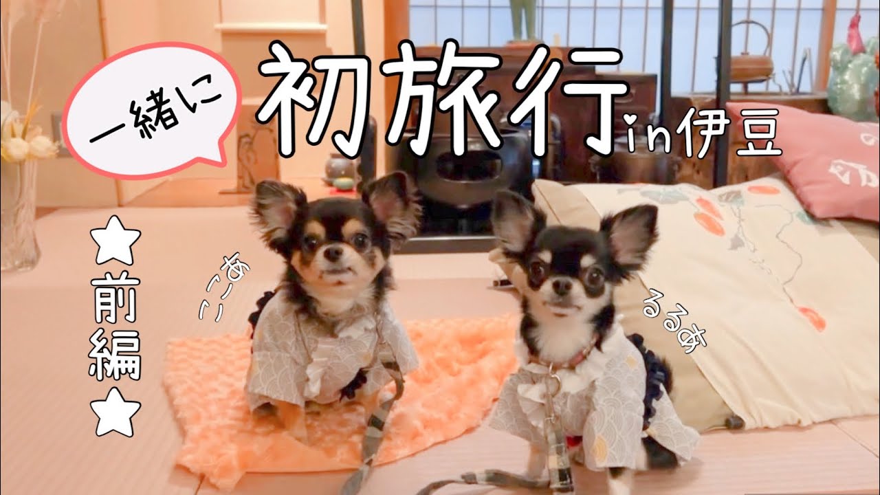 ２人揃って初旅行⭐︎降水確率100%の旅行はどうなる？？ #伊豆旅行