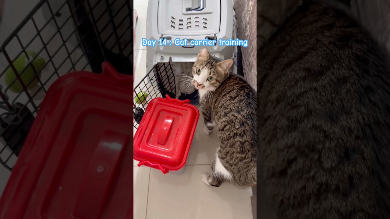 How to train cat | how to get cat into carrier 