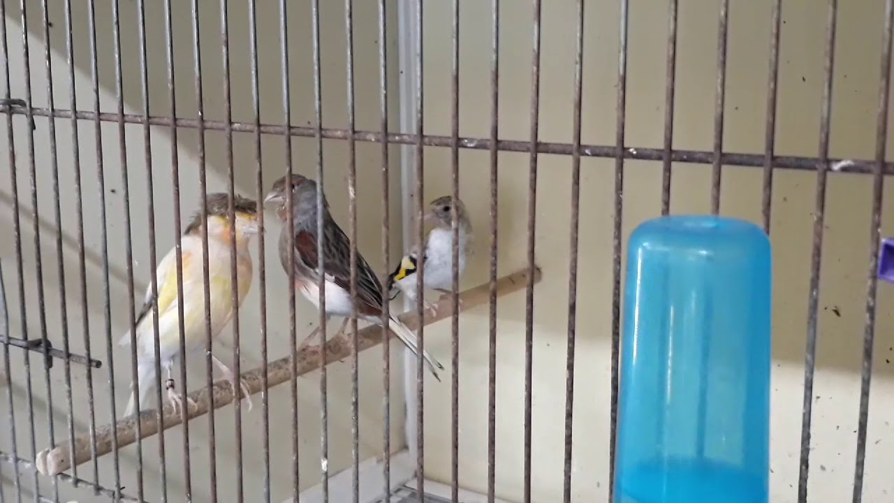 Chardonnerets,canaris fin de reproduction 2019