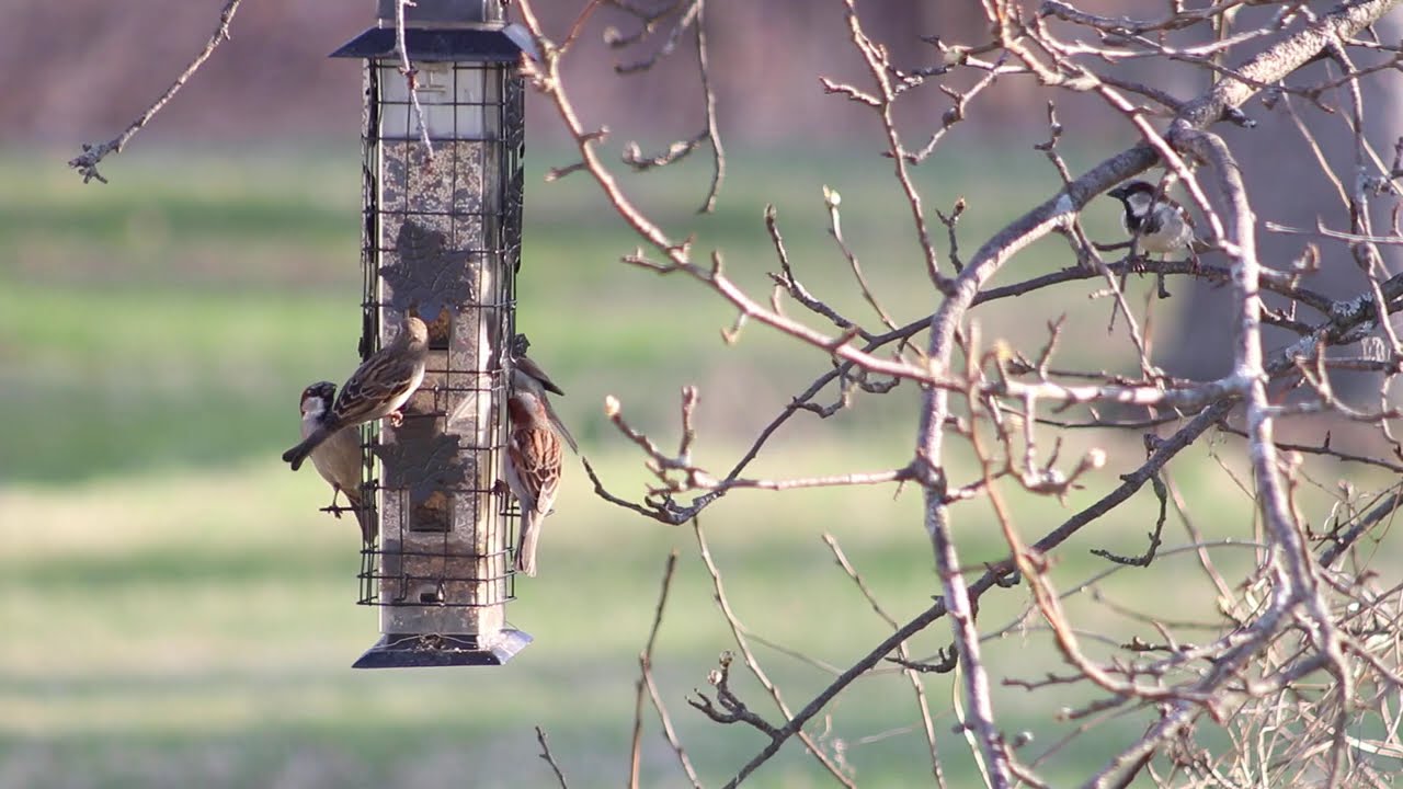 2026 #RELAXTATION - The ORIGINAL Channel - Sunny🐤☀🐦BIRDS Feed in Stunning HD #noads #noai
