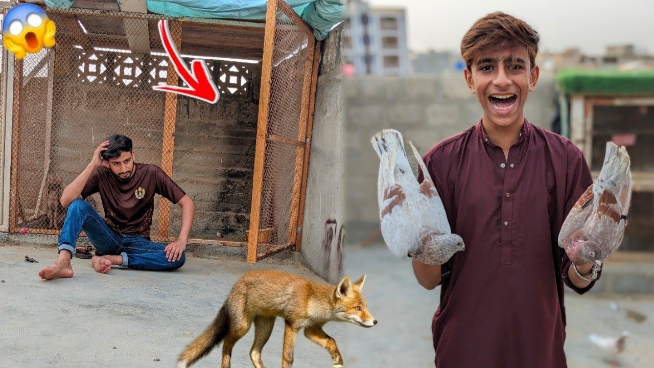 Aaj Fox Bhag Gai 😭 or 20 Hazar Wala kabootar Gift Mal gay