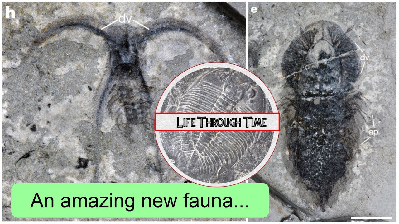 Huayuan Biota: a stunning new Burgess Shale-type fauna, with bonus surprises