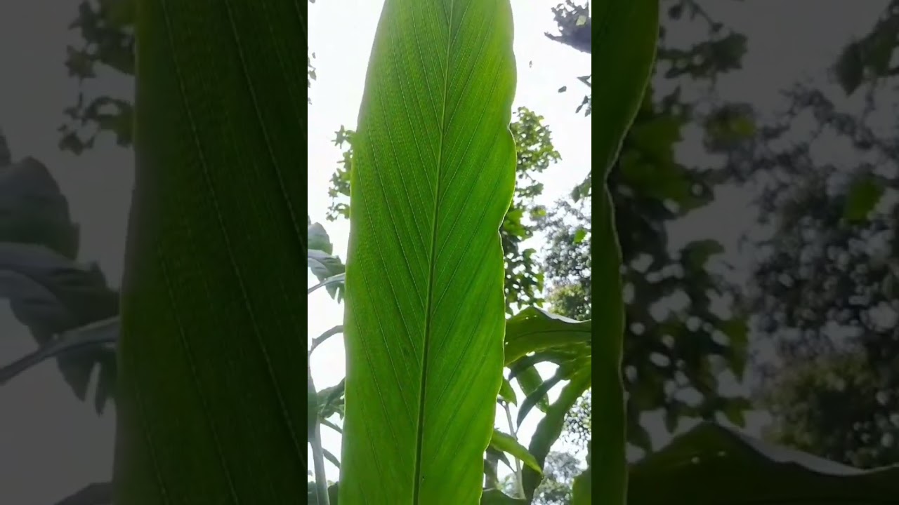 katte disease or mosaic virus in cardamom