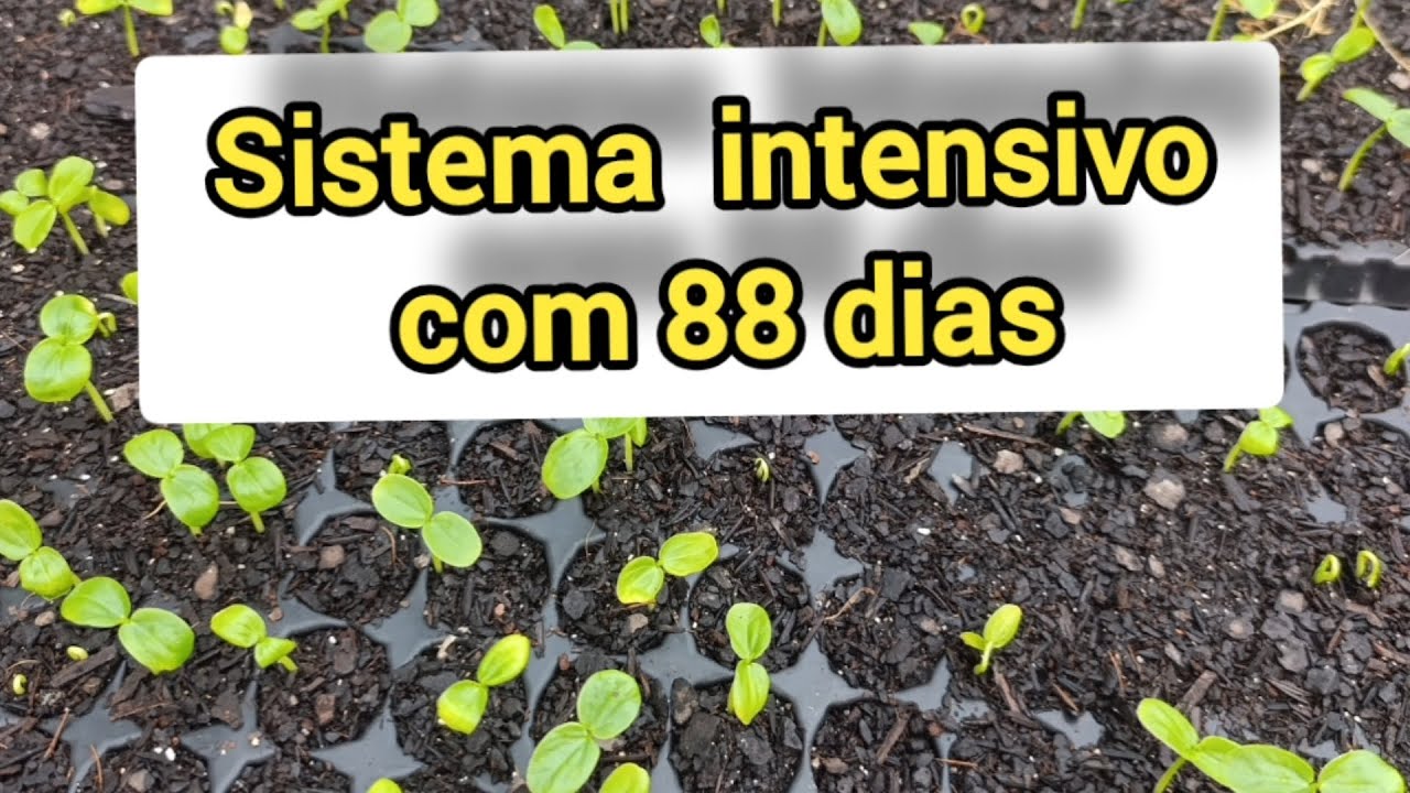 Maracujá Pingo de ouro atualização do projeto 88 dias