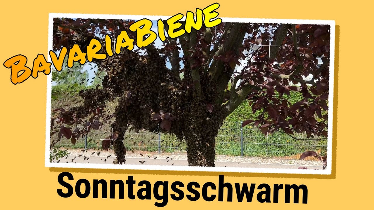 Schwarmfang, Bienenschwarm, Schwarm