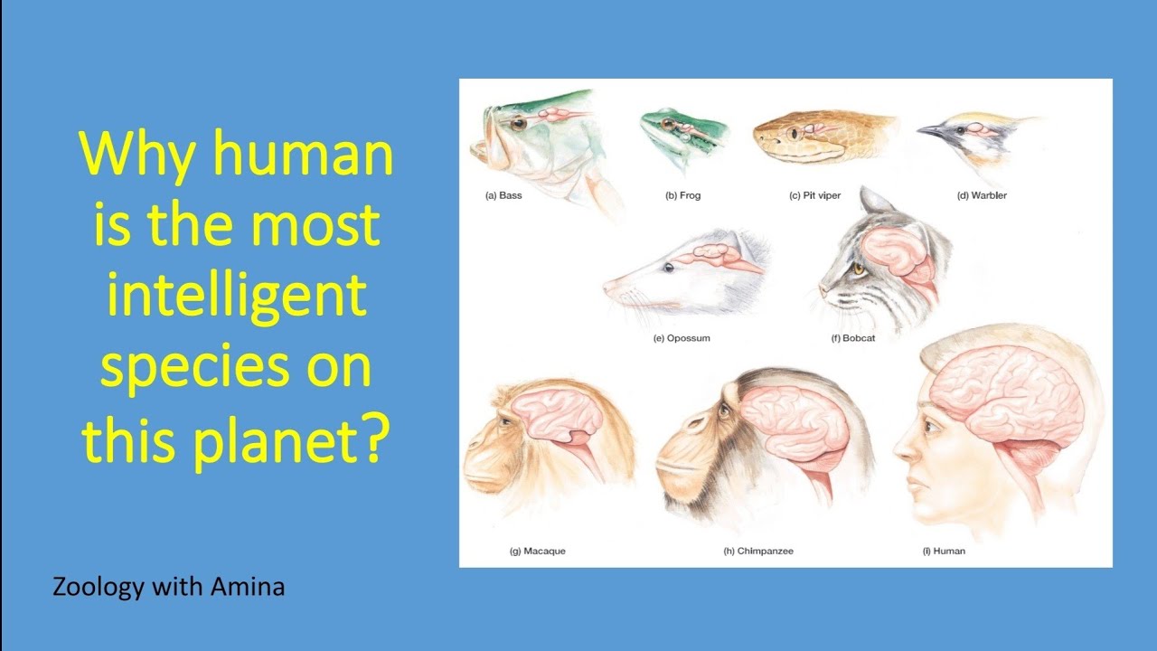 Why human is the most intelligent species on earth | Zoology with Amina