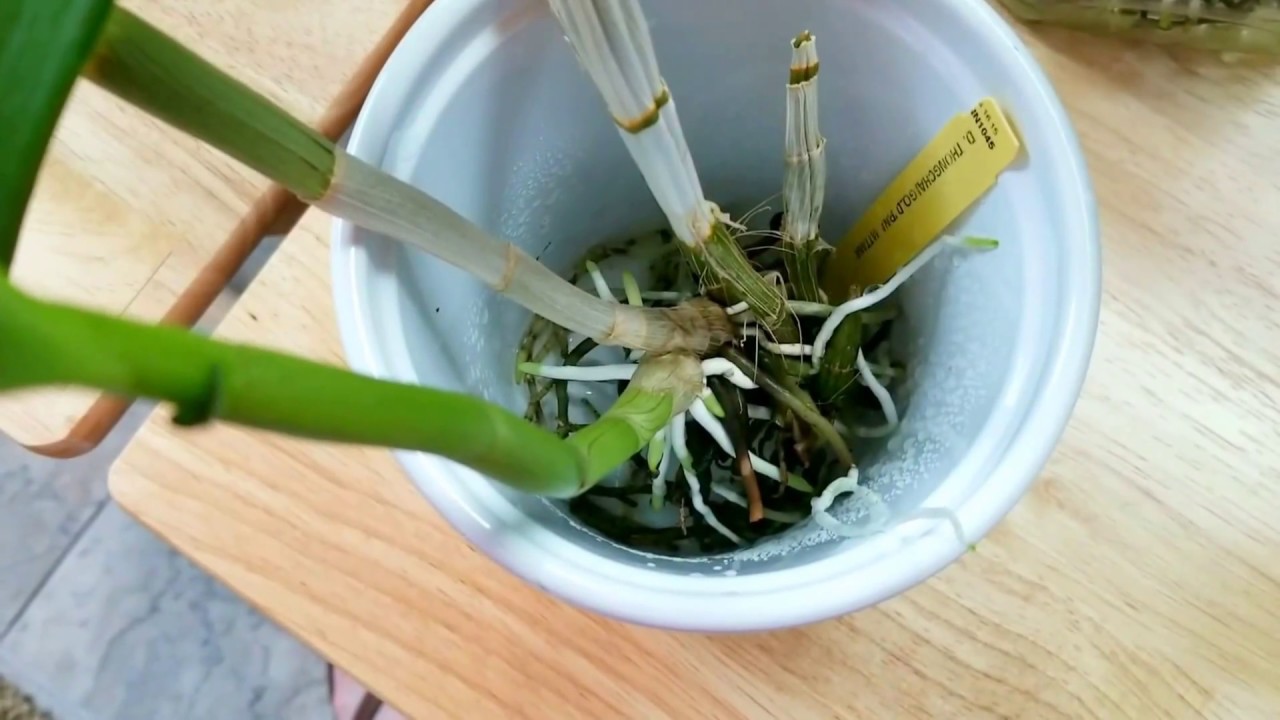 Phal, Cattleya, and dendrobium updates. Fertilizing and foliage feeding. Looking ahead to Autumn.