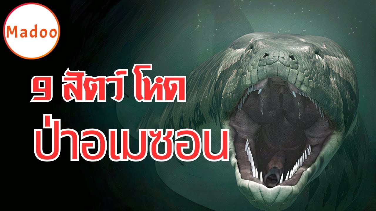 9 สัตว์ที่โหดที่สุด แห่งแม่น้ำ-ป่าอเมซอน
