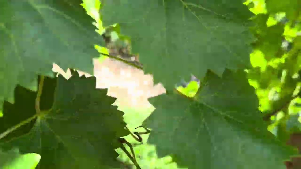 Growing muscadine guide: H-brace trellis