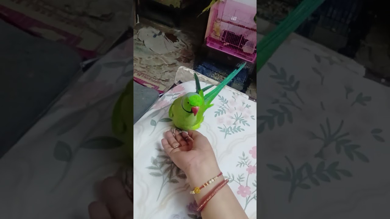 Bbu ki masti😋✨ #parrot #nonstoptalkingparrot #talkinganimal #birds #talkingparot #funny #funny 